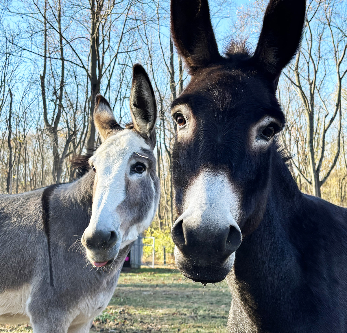 Dolly & Daisy, one light gray donkey and one dark gray donkey, posing side-by-side in the pasture at Jet Crossing Stables & Sanctuary