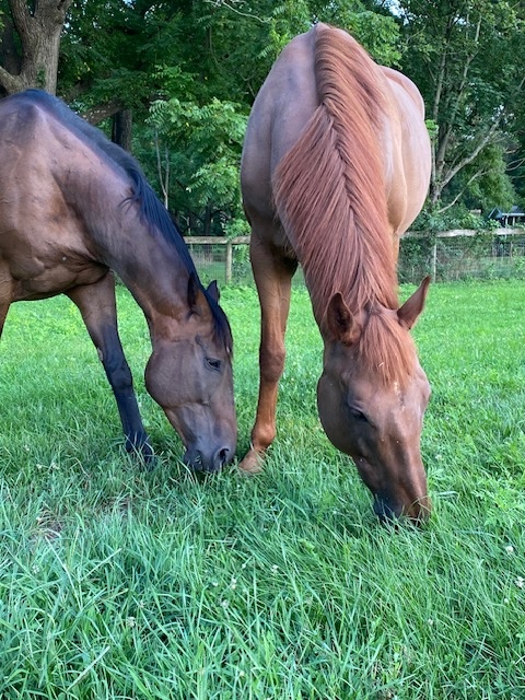 Buddy & Byrnes grazing side-by-side in the pasture at Jet Crossing Stables & Sanctuary
