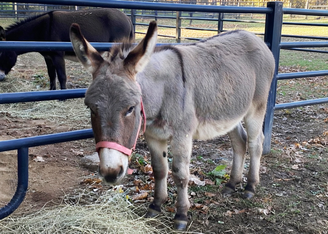 Tootie, a light gray mini-donkey, stands shyly in her gated pasture with another donkey in the background at Jet Crossing Stables & Sanctuary