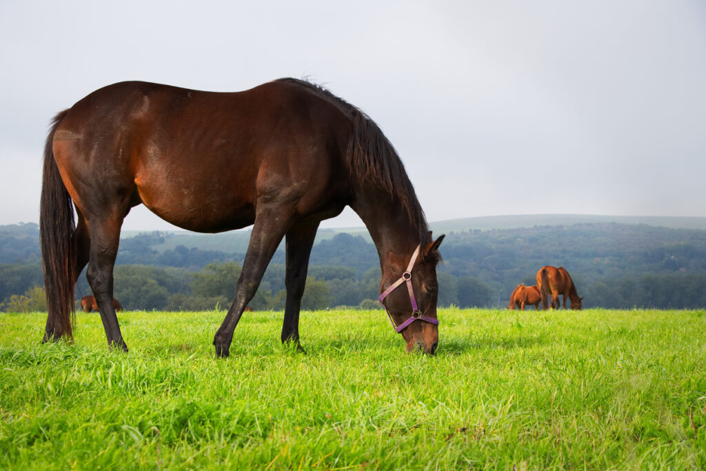 Brown horse grazing on pasture, herd of horses in the distance