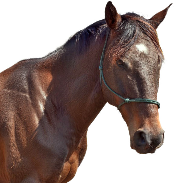 Side profile of Jet Crossing, an off-the-track Thoroughbred