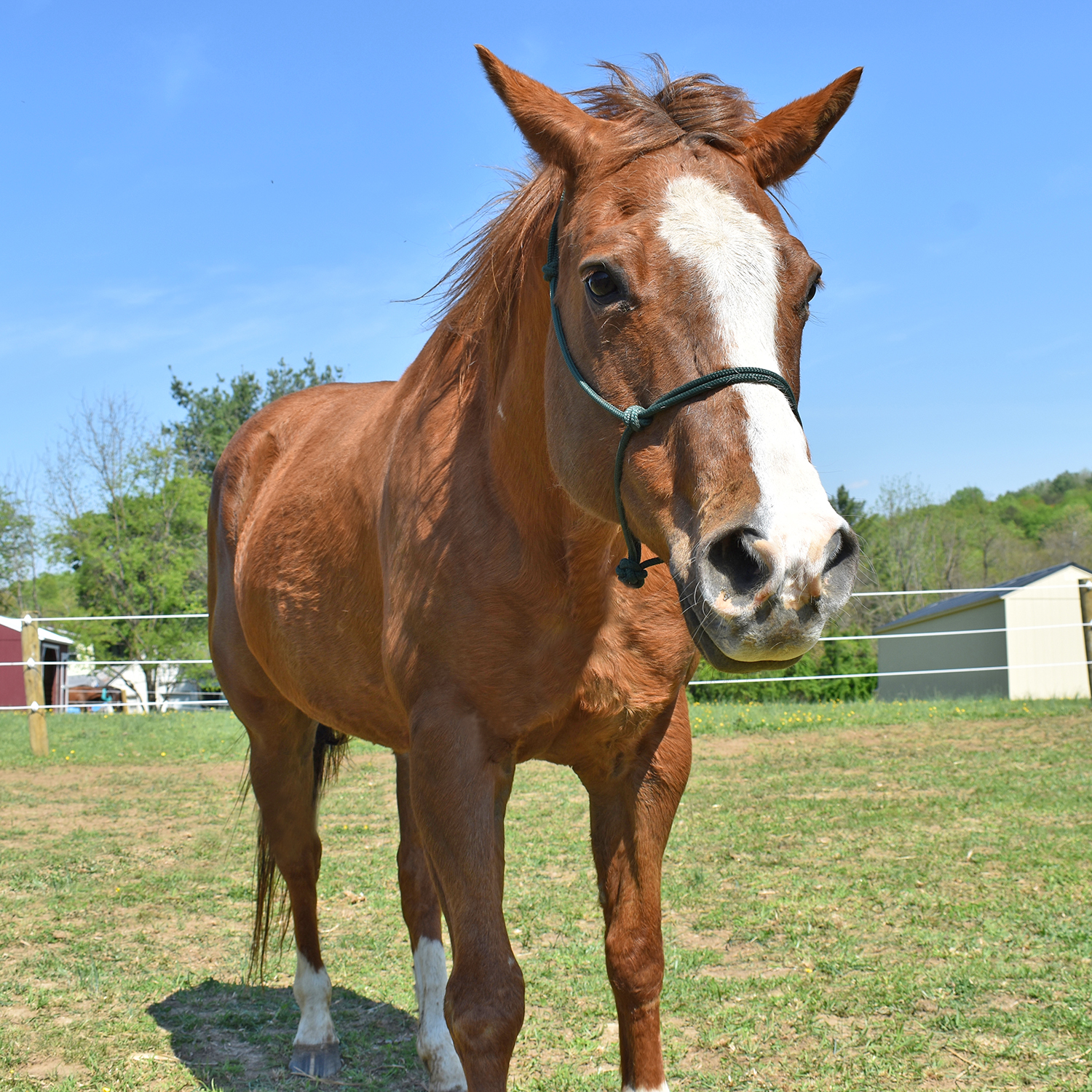 Noelle, a 22-year-old Quarter Horse, relaxing in the pasture at Jet Crossing Stables & Sanctuary