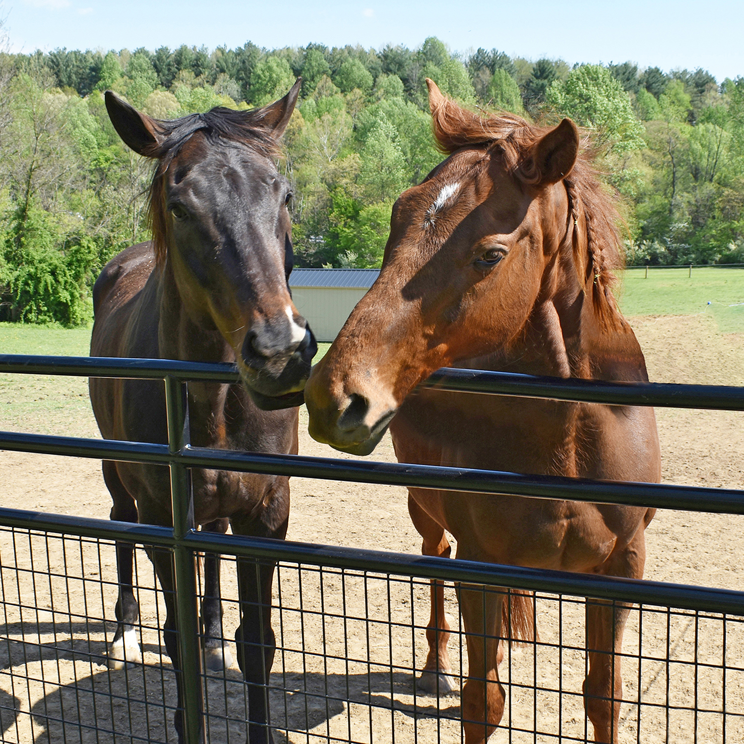 Buddy and Byrnes, the mascots of Jet Crossing Stables & Sanctuary in Cecil County, hanging their heads over the fence of their pasture for some attention