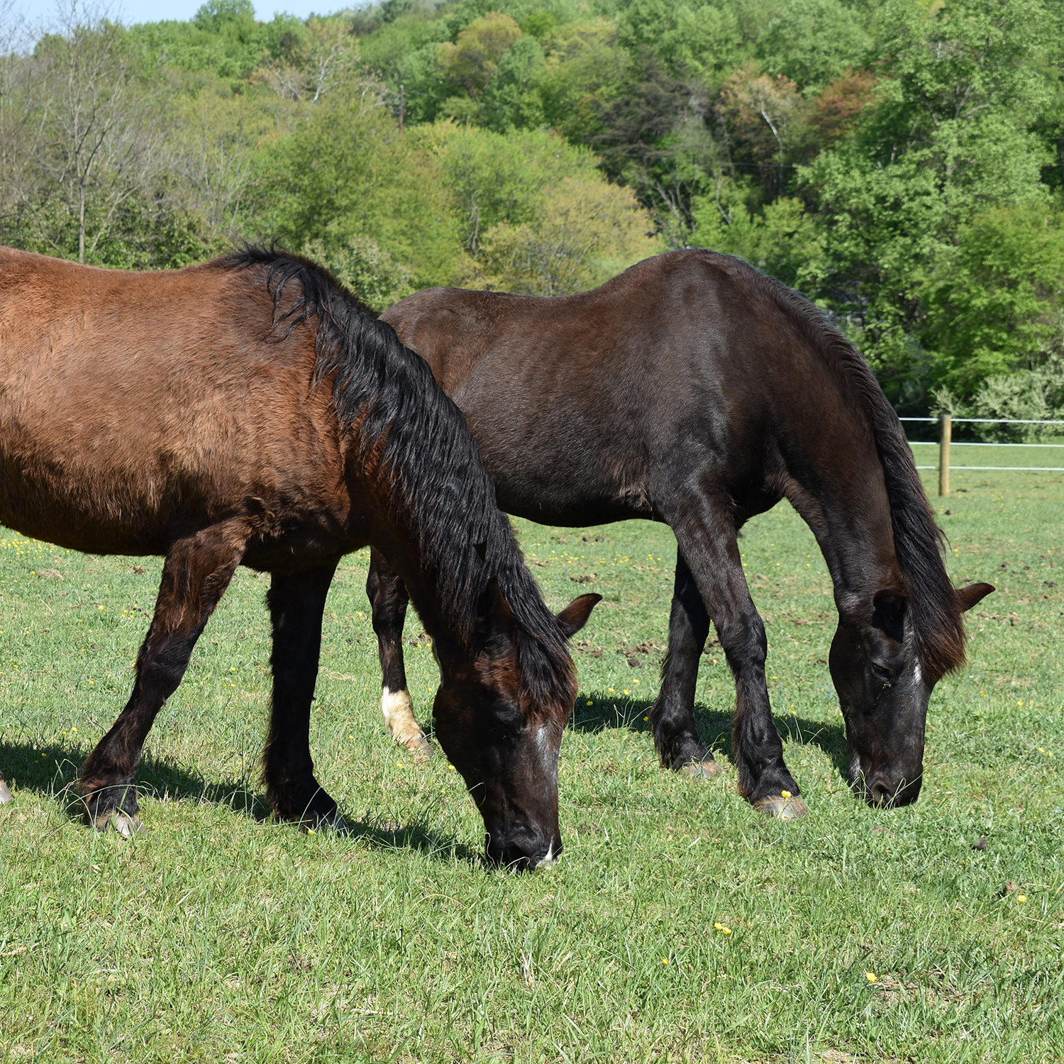 Moon & Gem, two rocky mountain horses, grazing side-by-side in the pasture at Jet Crossing Stables & Sanctuary